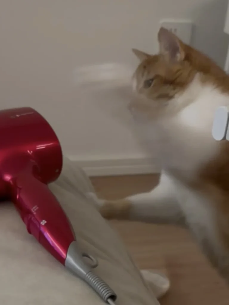 【体験談】ドライヤーを嫌がる猫の乾かし方！大暴れさせないコツと時短の3ステップ — 「お風呂までは大人しかったのに、ドライヤーをつけたら狂ったように逃げ出した！」という経験はありませんか？ びしょ濡れのまま逃げ回る愛猫を前に、飼…