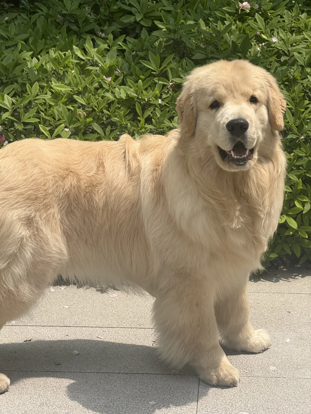 留守番する犬 — リビングのイメージ写真