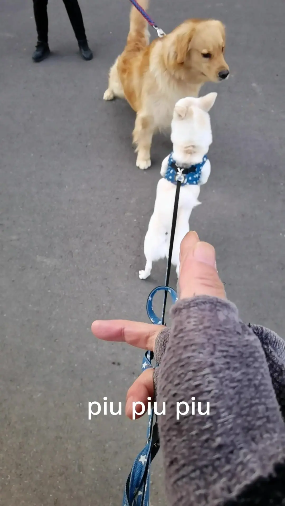 散歩中の犬 — 他犬との距離のイメージ写真