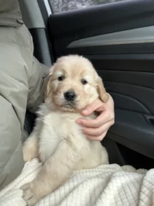 【体験談】犬の車酔い・ドライブ対策！吐く原因と克服するためのステップ・お出かけ前のチェックリスト — 「初めての長距離ドライブで愛犬が吐いてしまってから、車を嫌がるようになってしまった……」とお悩みではありませんか？ 言葉を話せないワンちゃんだからこそ、移動中の体調不良やつらさは少しでも取り除いてあげたいですよね。 実は [&hellip;]