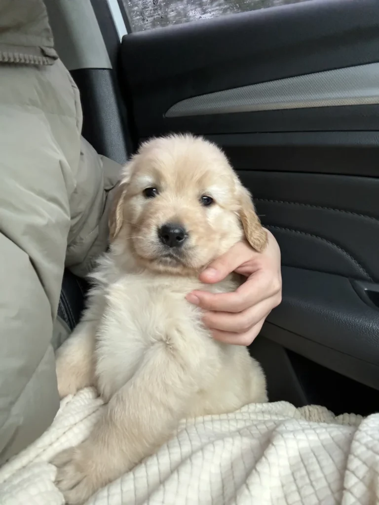 【体験談】犬の車酔い・ドライブ対策！吐く原因と克服するためのステップ・お出かけ前のチェックリスト — 「初めての長距離ドライブで愛犬が吐いてしまってから、車を嫌がるようになってしまった……」とお悩みではありませんか？ 言葉を話せないワンちゃんだか…