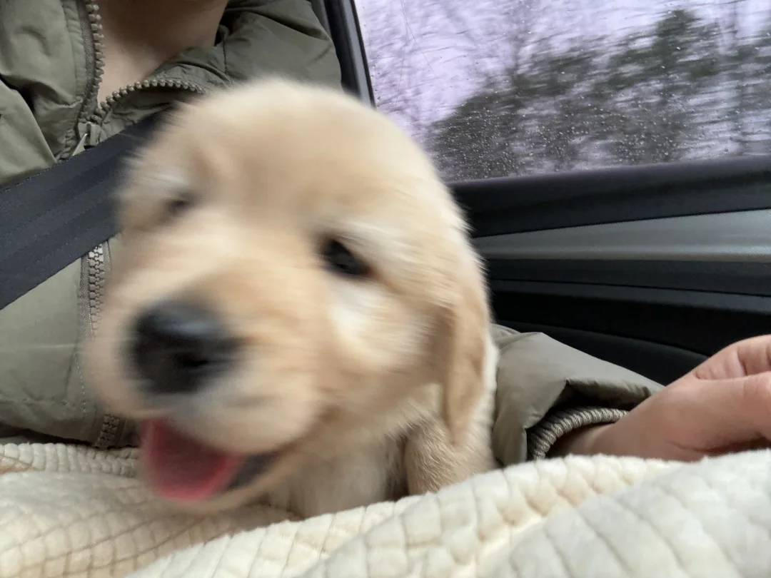 犬の車内ケア — 飼い主体験談のイメージ写真