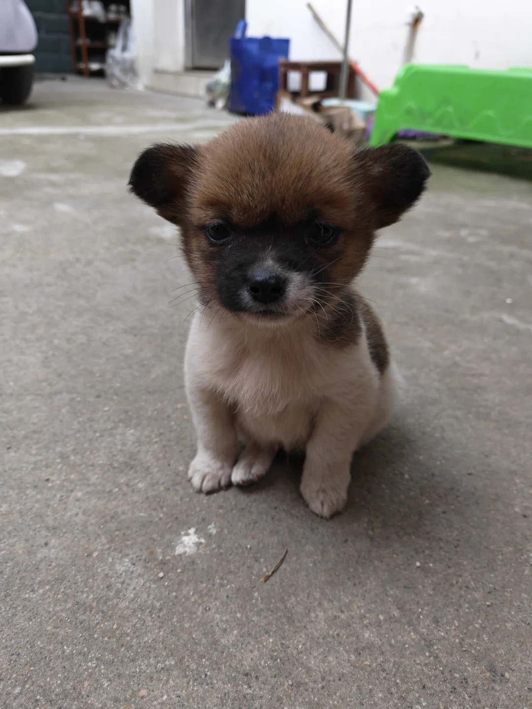 外でトイレする犬 — 散歩のイメージ写真