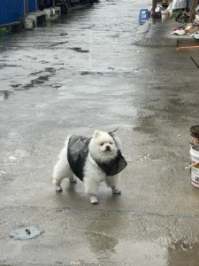 【雨の日の犬トイレ】外でしかしない子のための雨天ルーティン！我慢させない工夫と帰宅後のケア方法【体験談】 — 「雨が降っていると玄関から一歩も出たがらないけれど、家の中のペットシーツでは絶対におしっこをしてくれない……」 「濡れるのは嫌いなのに、外に行かないと限界まで我慢してしまうから、雨の日の朝は本当に困る」と悩んでいませんか [&hellip;]