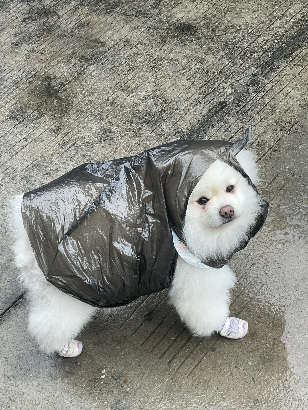 犬用レインコートとタオル — 雨天対策のイメージ写真