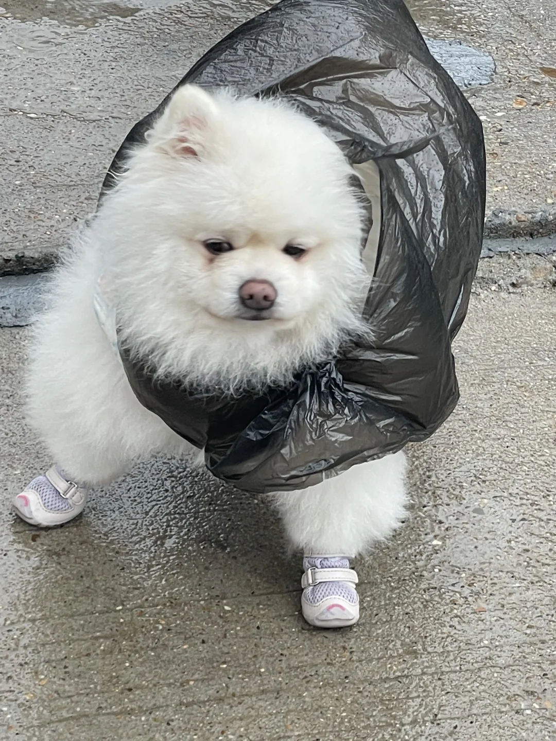 雨上がりの散歩 — 飼い主体験談のイメージ写真