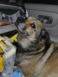 【体験談】初めての犬連れ旅行を成功させるコツ！愛犬が泊まり先で怯えないための準備と3つの対策 — 「愛犬と一緒に初めての旅行に出かけたけれど、車の中でガチガチに固まってしまい、ホテルでも物音に怯えて楽しめそうになかった……」という苦い経験はありませんか？ 人間にとっては楽しい旅行も、縄張り意識が強く環境の変化が苦手な [&hellip;]
