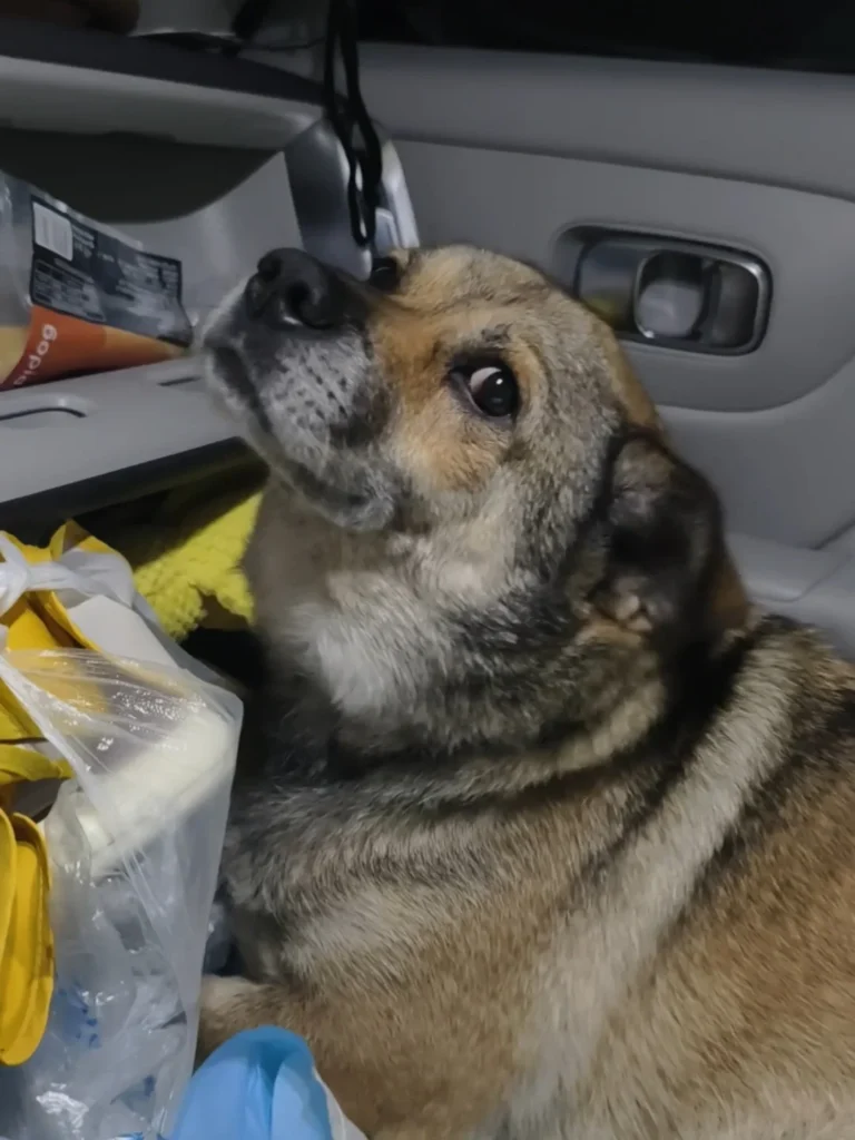 【体験談】初めての犬連れ旅行を成功させるコツ！愛犬が泊まり先で怯えないための準備と3つの対策 — 「愛犬と一緒に初めての旅行に出かけたけれど、車の中でガチガチに固まってしまい、ホテルでも物音に怯えて楽しめそうになかった……」という苦い経験はあ…