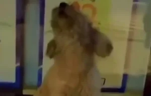 夜泣きする子犬 — 寝床のイメージ写真