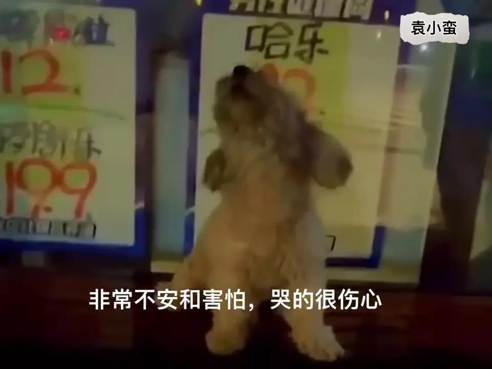 【体験談】子犬の夜泣きはいつまで続く？初日から1週間の乗り越え方と我が家流の5つの対策 — 「子犬を迎えた初日の夜、2時間おきに激しく鳴いて一睡もできなかった…」 「近所への迷惑も気になるし、鳴くたびにかまっていいのか分からない」と頭を…
