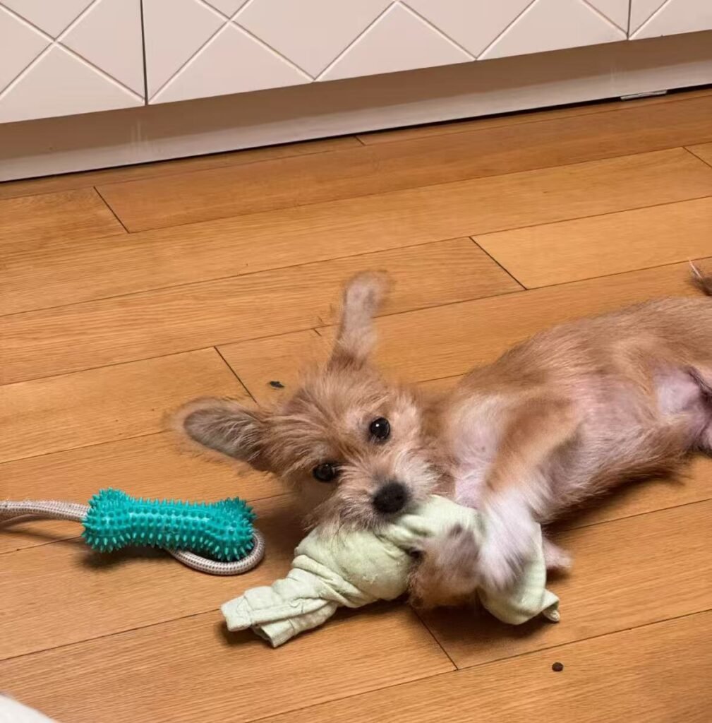 タオルで作った犬用引っ張りっ子おもちゃ — おもちゃ作りのイメージ写真