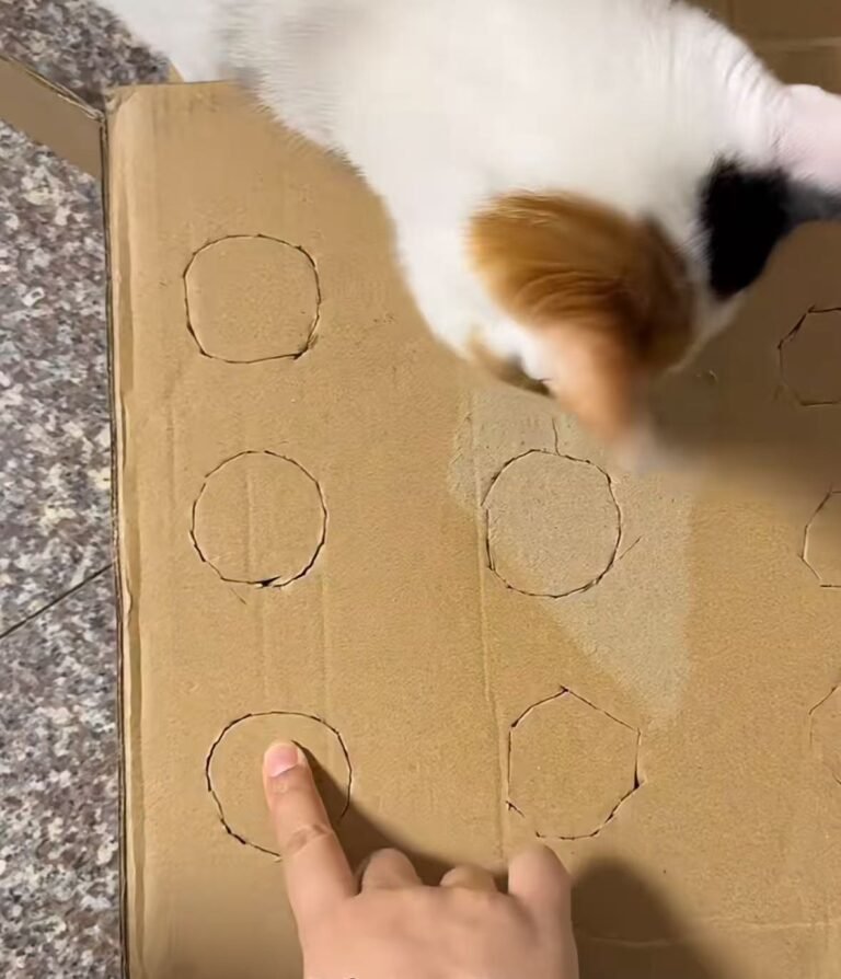 段ボールで作った猫用スローフィーダー — おもちゃ作りのイメージ写真