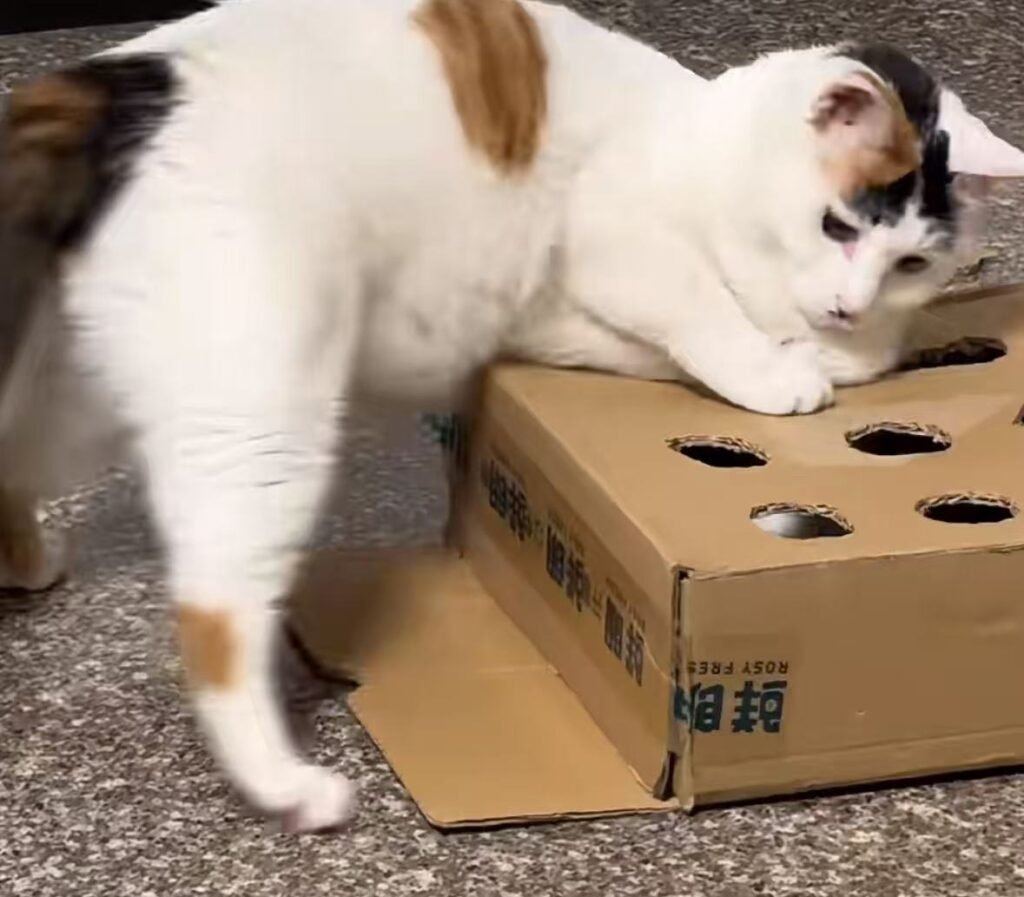 段ボールで作った猫用スローフィーダー — おもちゃ作りのイメージ写真