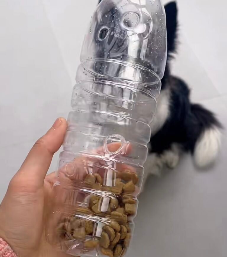 ペットボトルで作った犬用知育おもちゃ — おもちゃ作りのイメージ写真
