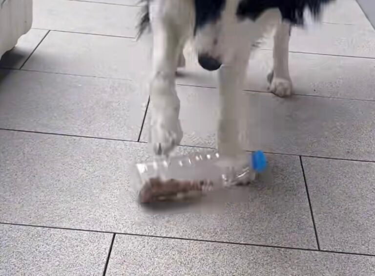 ペットボトルで作った犬用知育おもちゃ — おもちゃ作りのイメージ写真