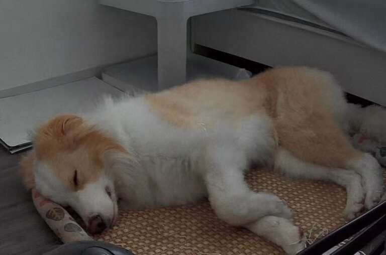 犬の熱中症の症状｜夏に飼い主が今すぐ確認すべき7項目 — 散歩帰りや車内待機のあと、次の7項目を30秒で確認してください。この記事は「症状の見分け」に特化しています。 今すぐ確認すべき7項目 パンティン…