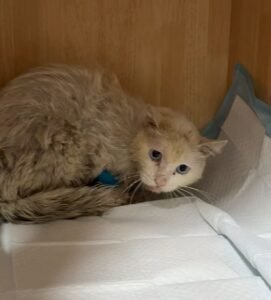 猫エイズ（FIV）とは？感染経路・症状・室内外飼いでの予防 — 猫エイズ（FIV）について、タイトルどおり「とは」「感染経路」「症状」「室内外飼いでの予防」の順で整理します。人間や犬には感染しません。 猫エイズ（FIV）とは 猫免疫不全ウイルスによる感染症です。免疫が少しずつ弱くなり [&hellip;]