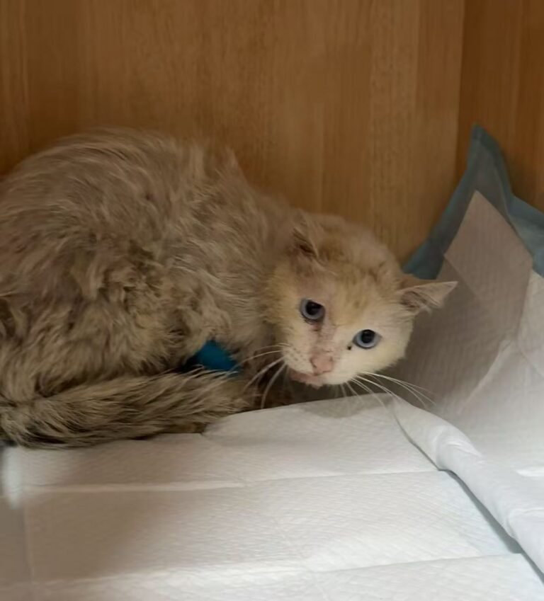 猫エイズ（FIV）とは？感染経路・症状・室内外飼いでの予防 — 猫エイズ（FIV）について、タイトルどおり「とは」「感染経路」「症状」「室内外飼いでの予防」の順で整理します。人間や犬には感染しません。 猫エイ…