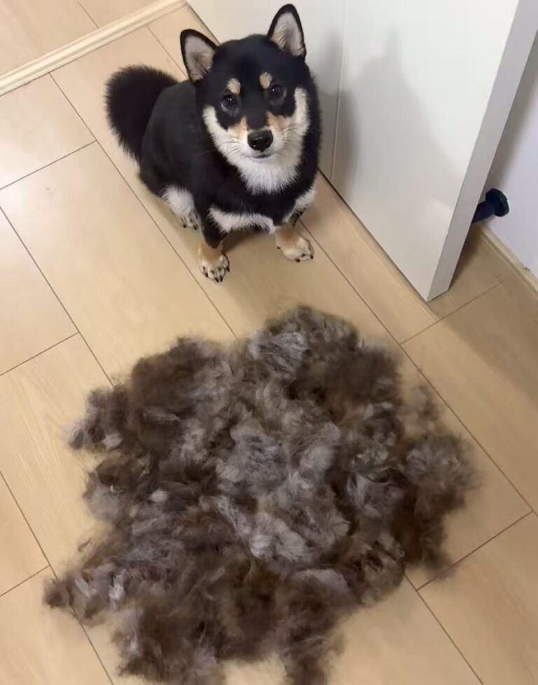 犬の換毛期にやるべきこと｜ブラッシング頻度とおうちケア — 換毛期は「毛の嵐」ですが、やるべきことは決まっています。この記事はブラッシング頻度とおうちケアに特化しています。 換毛期の時期（目安） 春：冬毛…