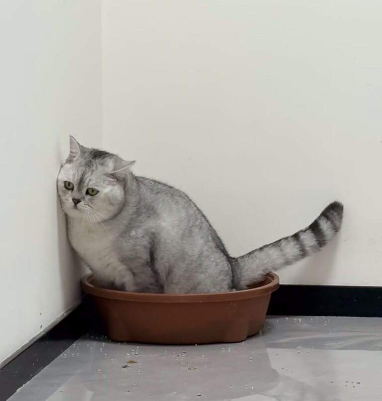【体験談】猫の便秘を解消した4つのケア！出ない原因と動物病院へ行く目安も解説 — 「愛猫がトイレに入ってもフンが出ない…」「フンが硬くて辛そう…」と困っていませんか？ 実は、猫の便秘で悩む飼い主さんはとても多いです。 今回は、…