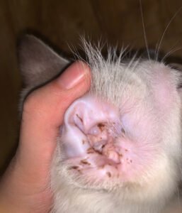 猫の耳掃除やり方 — 健康コラムのイメージ写真