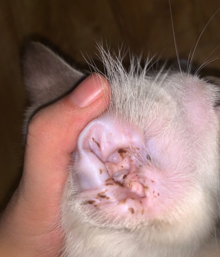 【週1回5分】嫌がる猫の正しい耳掃除のやり方！綿棒がNGな理由と病院へ行く目安 — 「愛猫の耳掃除をしたいけれど、嫌がって触らせてくれない…」「奥まで掃除して傷つけたらどうしよう…」と悩んでいませんか？ 我が家でも、最初は「嫌が…