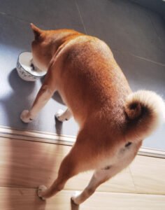 犬に与える牛乳 — ミルクおやつのイメージ写真