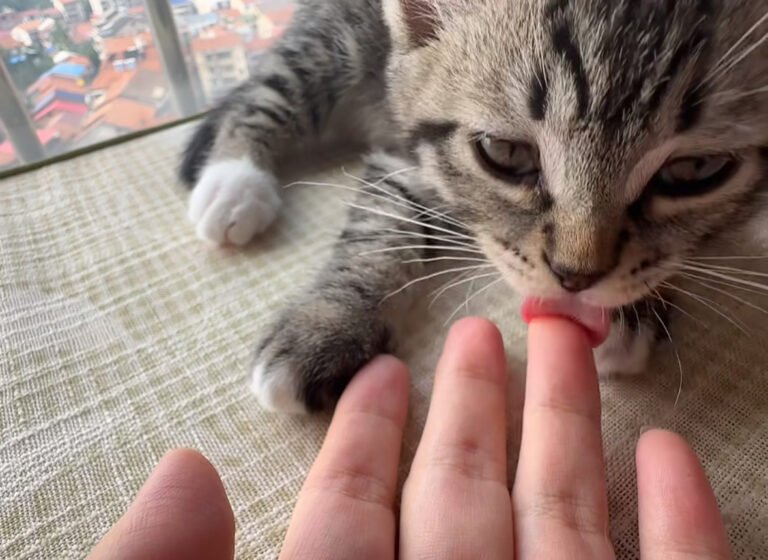 【体験談】猫が顔や手を舐めてくる4つの理由！甘えとストレス（病気）の見分け方 — お家で読書やスマホを見ているとき、愛猫が顔や手をペロペロと舐めてくることはありませんか？ 「可愛いけれど、一体どういう心理なんだろう？」と気にな…