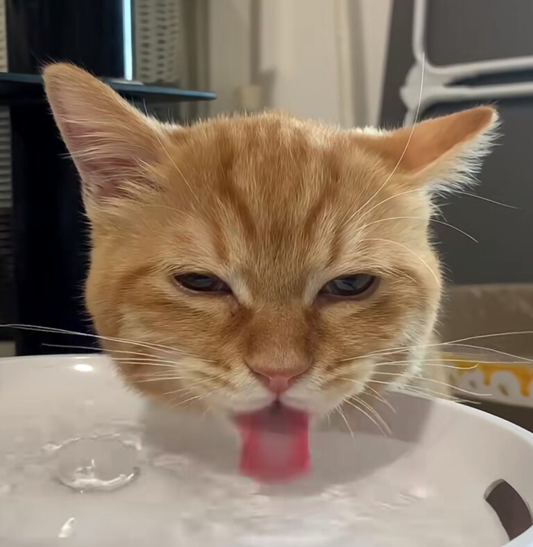 【体験談】水を飲まない猫にお水を飲ませる4つの工夫！試して分かった好みの見分け方 — 「うちの猫、器にお水を入れてもほとんど飲んでくれない……」と悩んでいませんか？ 猫ちゃんが水分不足になると、腎臓病や尿路結石といった命に関わる病…