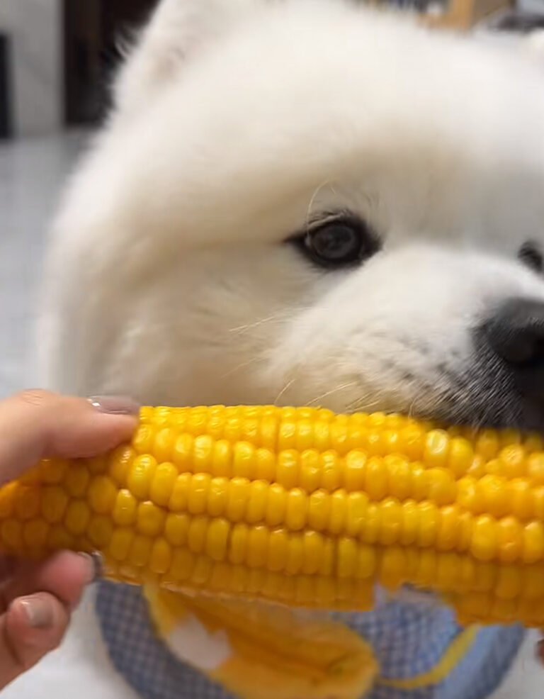 犬にとうもろこしを与えても大丈夫？「芯」の危険性と正しい量・与え方の注意点【体験談】 — 夏のバーベキューやおやつでとうもろこしを食べているとき、愛犬がキッチンや足元に集合してくることはありませんか？ 「少し残ったし、お裾分けしてもい…