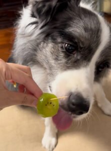 犬に与えるキウイ — フルーツおやつのイメージ写真