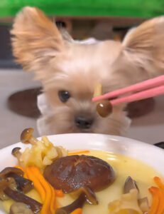 犬に与えるきのこ — 野菜おやつのイメージ写真