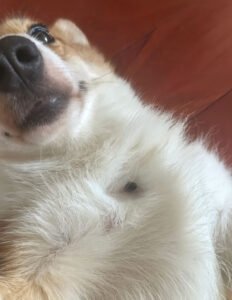 犬のマダニ取り方 — 健康コラムのイメージ写真