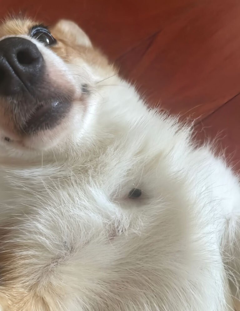 【体験談】犬の首筋にマダニを発見！無理に引っ張るのがNGな理由と我が家で試した安全な除去手順 — 「草むらをお散歩したあと、愛犬の体にマダニがくっついているのを見つけてしまった……！」とパニックになった経験はありませんか？ 虫が苦手な飼い主さ…