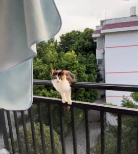 ベランダの猫 — 脱走防止のイメージ写真