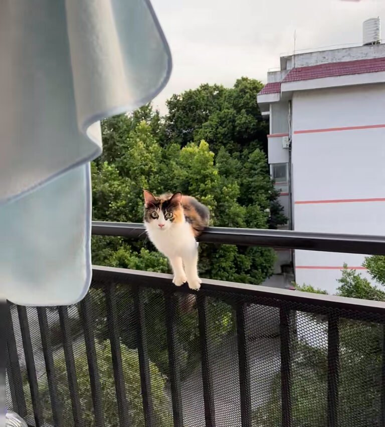 【マンション版】猫のベランダ脱走・落下防止対策！我が家が実践する安全チェックリスト — 「うちの猫はベランダで日向ぼっこをするのが大好きだけど、もしもの落下や脱走が怖くて目が離せない……」と悩んでいませんか？ SNSやニュースでも、…