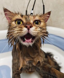 【体験談】猫用シャンプーがない！人間用や犬用で代用してもいい？避けるべき理由と安全な3つの代案 — 「猫をお風呂に入れようとしたら、猫用シャンプーが空っぽだった！」と慌てた経験はありませんか？ 「人間用のベビーシャンプーなら優しそうだし、1回くらいなら大丈夫かも……」とお風呂場で悩んでしまう飼い主さんも多いはずです。  [&hellip;]