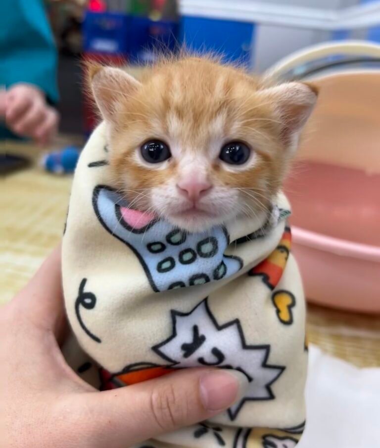 【体験談】子猫のごはんの量と回数は？離乳期から成猫用フードへの切り替え時期・我が家の成長記録 — 「子猫を迎えたけれど、毎日ごはんの量や回数で迷ってしまう……」 「しっかり食べているのに、ちゃんと体重が増えているか心配」と悩んでいませんか？ …