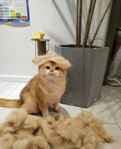 猫のブラッシング — 抜け毛ケアのイメージ写真