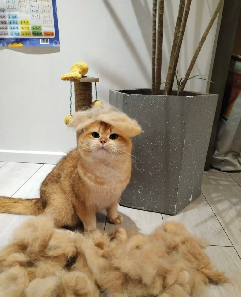 【体験談】猫の抜け毛がすごい！換毛期と病気の見分け方＆我が家が実践するブラッシングのコツ — 「最近、愛猫の抜け毛が山のように抜けるけれど、これって普通のこと？」 「ブラッシングを嫌がるから、毛玉を飲み込んで吐かないか心配……」と悩んでい…
