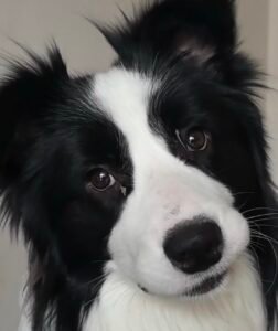 犬の目元 — 目やにチェックのイメージ写真