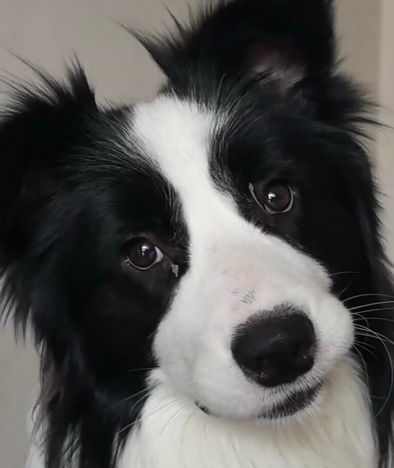 【体験談】犬・猫の目やにがいつもより多い！色や片目・両目の違いで見分ける危険度チェックリスト — 「朝起きたら、うちの子の目やにがいつもより多くて気になる……」 「目やにの色が少し変わっているけれど、病院に連れて行くべき？」と悩んでいませんか…