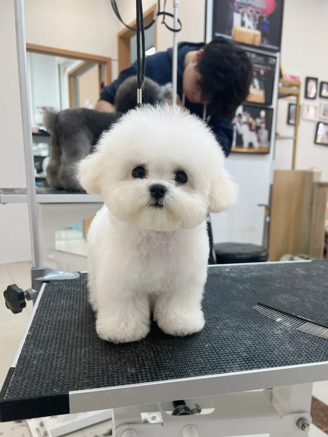 トリミングサロンでシャンプーをしてもらいリラックスしている犬の様子