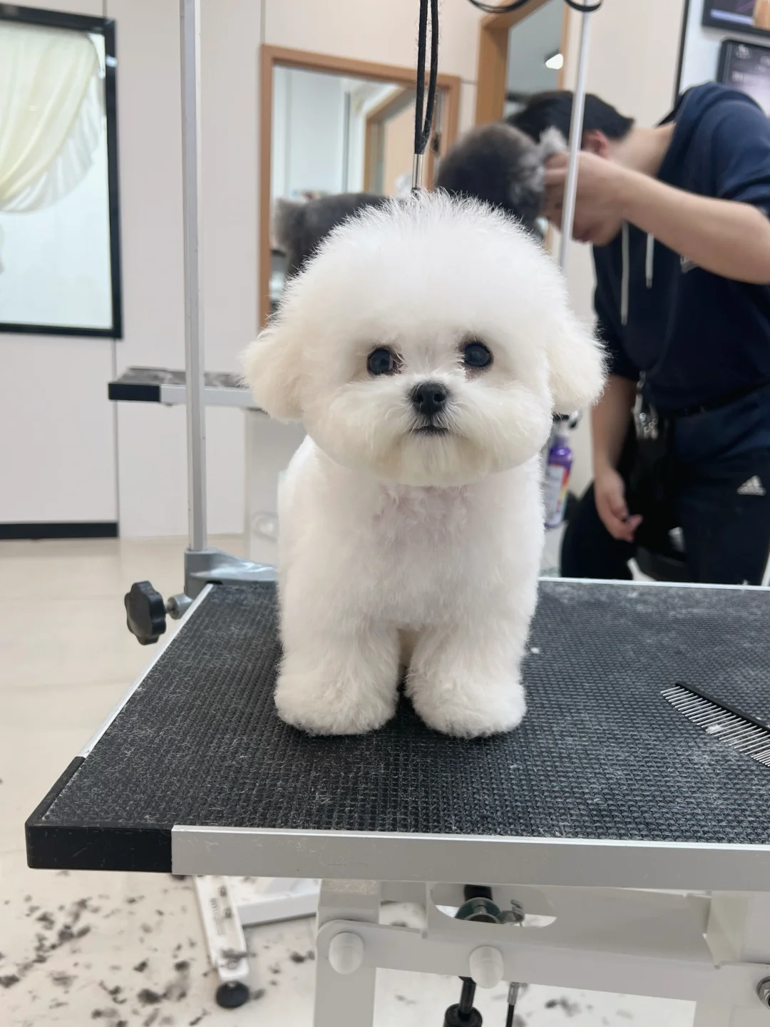 自宅で足先を優しく触る慣らしトレーニングを受ける犬