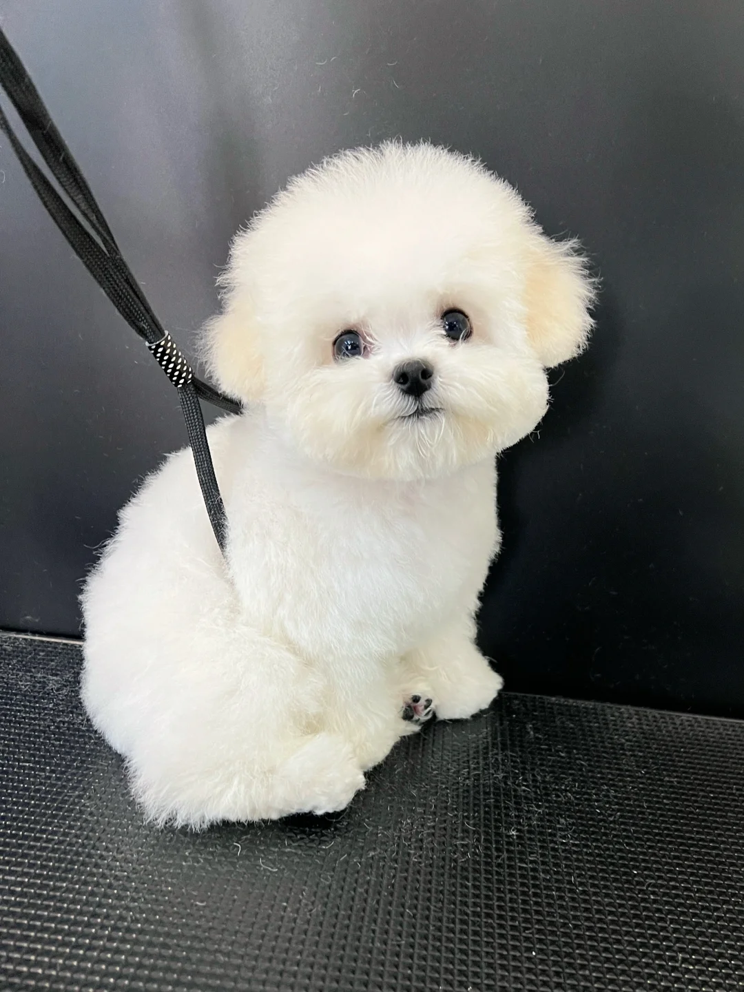 トリミング後に自宅のベッドでぐっすり眠って休んでいる犬