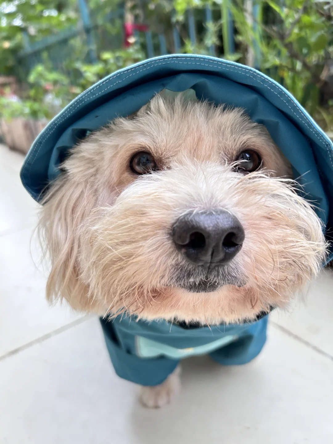 雨の日の犬の散歩 — レインコートを着て外を歩く犬