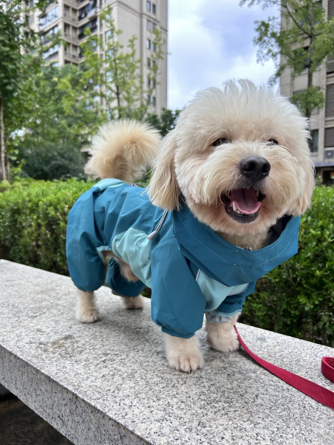 犬 雨 の 日 散歩 トイレ — 雨の日に高架下でトイレを済ませる犬