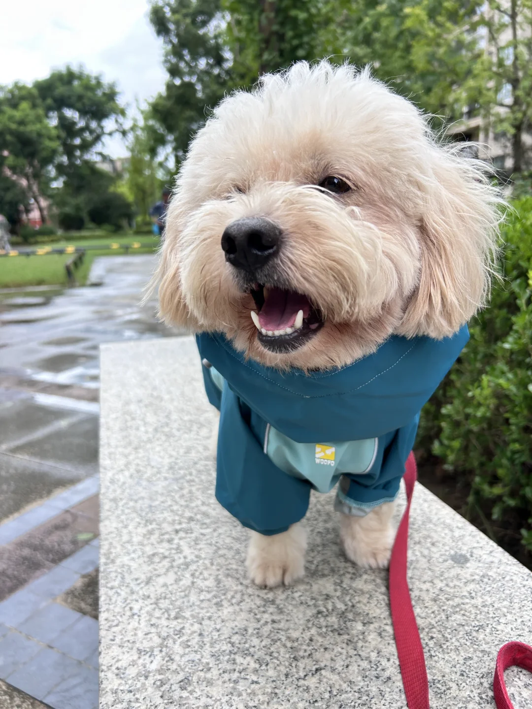 犬 雨の日 室内 遊び — 室内で知育玩具を使って遊ぶ犬