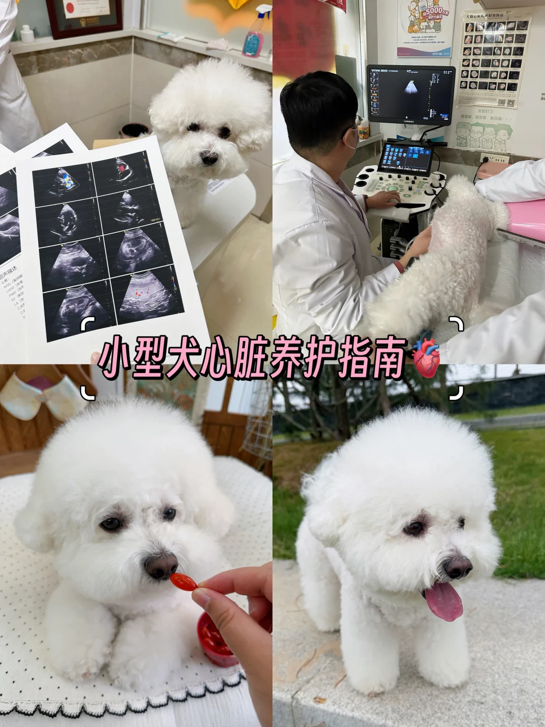 愛犬の呼吸や咳の様子を心配そうに見守る飼い主の手元