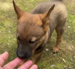 犬の噛み癖 — 甘噛みと本気噛みを見分ける目安のイメージ